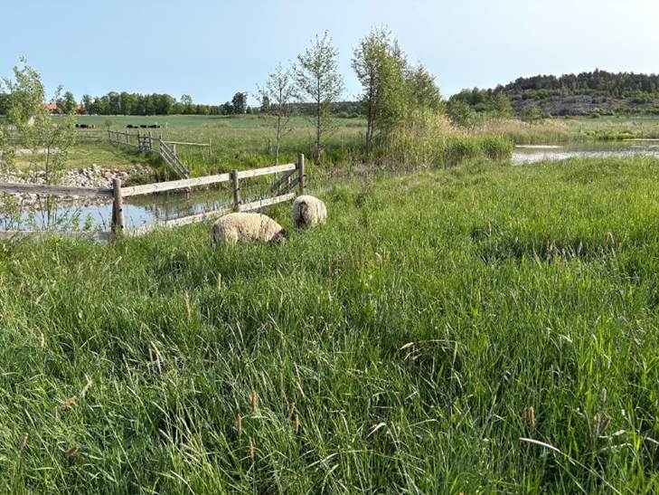 A group of sheep in a grassy field
AI-generated content may be incorrect.
